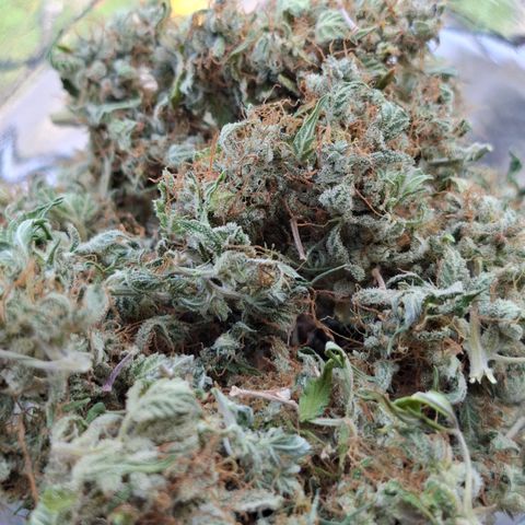 AK XXL Auto growlog photo: Iniciando cura no frasco de vidro, fechamento hermetico, com 2 saco de boveda. 