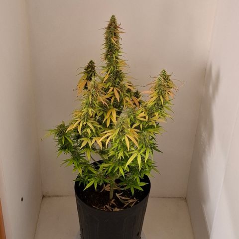 Lemon Haze XXL Auto growlog photo: Iniciando 48hs de escuridão e frio. 
Iniciando as 19hs do dia 30/10
Previsão de colheita dia 01/11 as 19hs