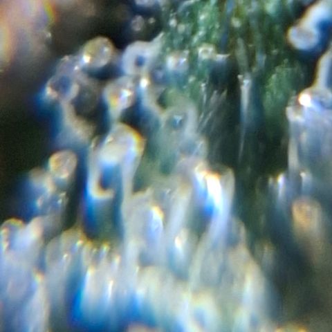 Lemon Haze XXL Auto growlog timeline photo
