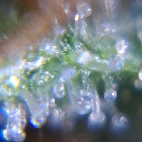 Lemon Haze XXL Auto growlog timeline photo