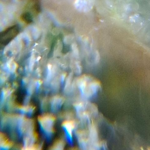 Lemon Haze XXL Auto growlog timeline photo