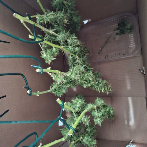 Lemon Haze XXL Auto growlog timeline photo