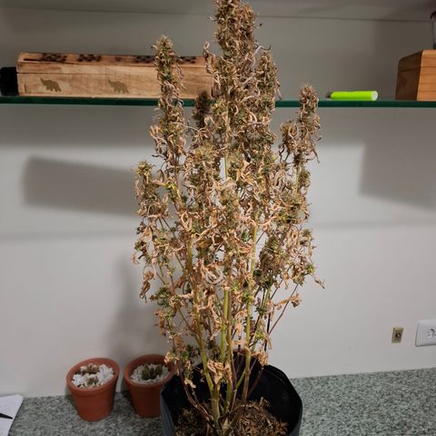 Lemon Haze XXL Auto growlog photo: 10 dias sem cuidados devido a viagem.  Sofreu com seca e calor devido a pouca ventilação e  falta de ar-condicionado mantendo baixas temperaturas 


Oremos. Acredito que ainda da para salvar.  Limpar as folhas mortas, regar em abundância, diminuir temperatura local. E aguardar. 