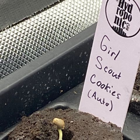 GSC - Auto - Samoa growlog photo: Pooped through top soil overnight
