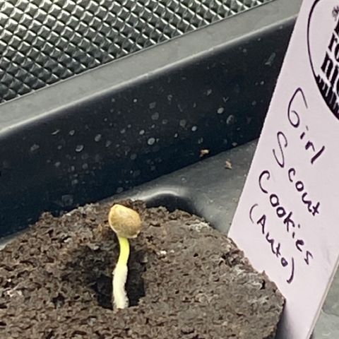 GSC - Auto - Samoa growlog timeline photo