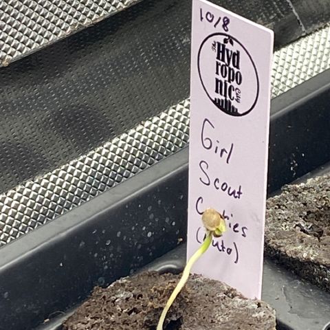 GSC - Auto - Samoa growlog timeline photo