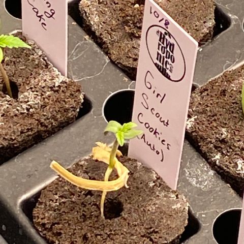 GSC - Auto - Samoa growlog timeline photo