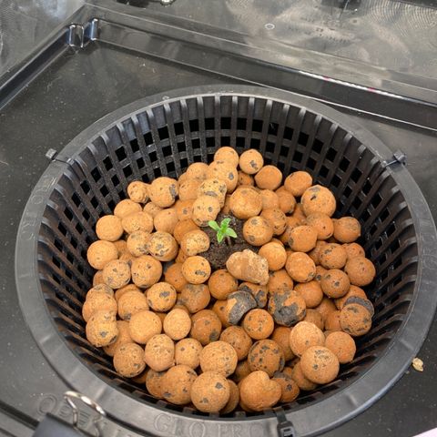 GSC - Auto - Natasha growlog timeline photo
