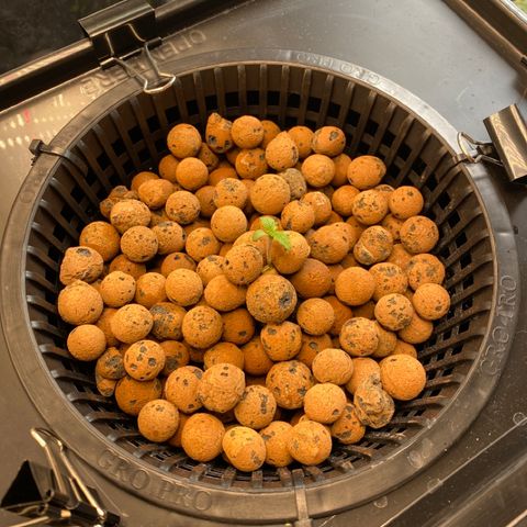 GSC - Auto - Samoa growlog timeline photo