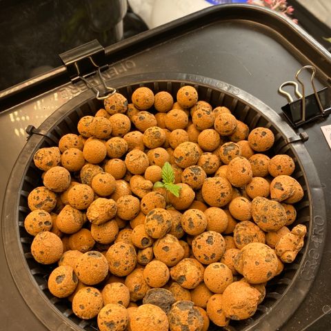 GSC - Auto - Samoa growlog timeline photo