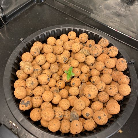 GSC - Auto - Natasha growlog timeline photo