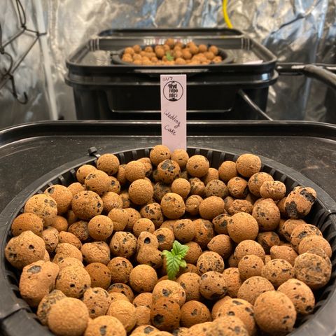 Wedding Cake - Photo - Wanda growlog photo: Buried rapid rooter deeper into hydroton so the cube was closer to the water