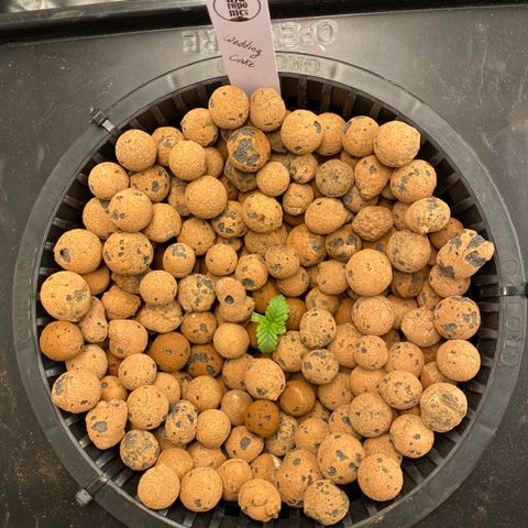 Wedding Cake - Photo - Wanda growlog photo: Buried rapid rooter deeper into hydroton so the cube was closer to the water