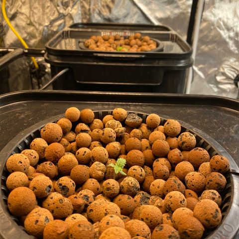 GSC - Auto - Samoa growlog timeline photo