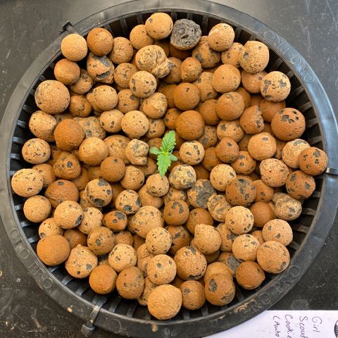 GSC - Auto - Samoa growlog timeline photo