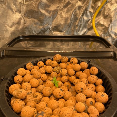 GSC - Auto - Natasha growlog timeline photo