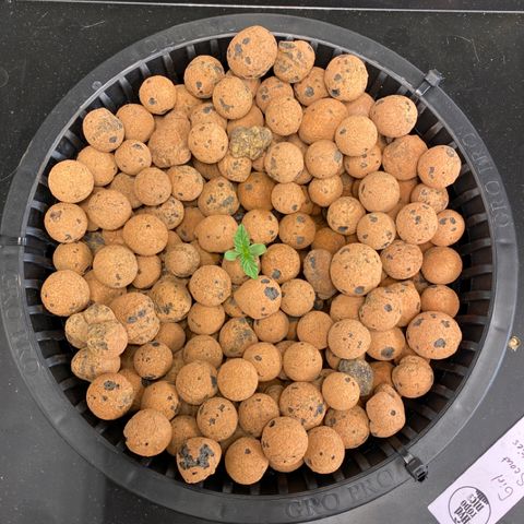 GSC - Auto - Natasha growlog timeline photo