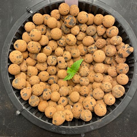 Wedding Cake - Photo - Wanda growlog timeline photo