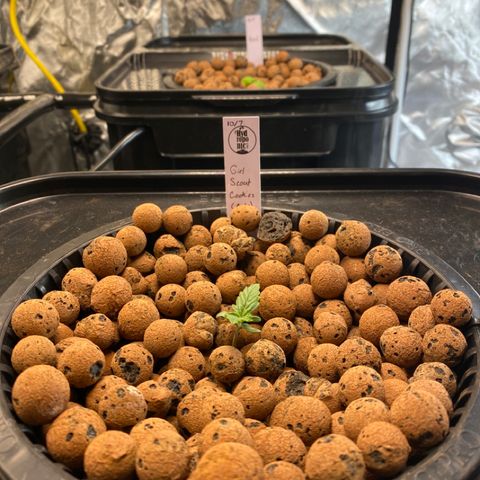 GSC - Auto - Samoa growlog timeline photo