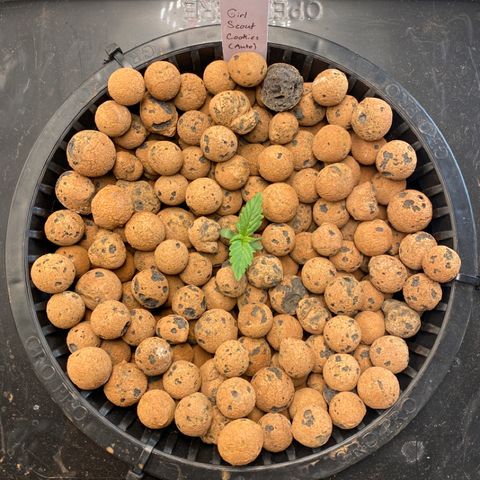 GSC - Auto - Samoa growlog timeline photo
