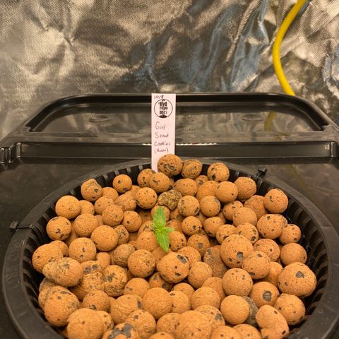 GSC - Auto - Natasha growlog timeline photo