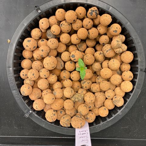 GSC - Auto - Natasha growlog timeline photo