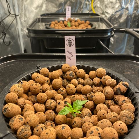 Wedding Cake - Photo - Wanda growlog timeline photo
