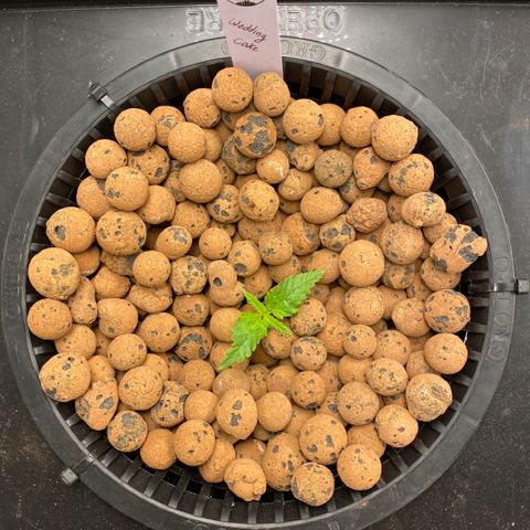 Wedding Cake - Photo - Wanda growlog timeline photo