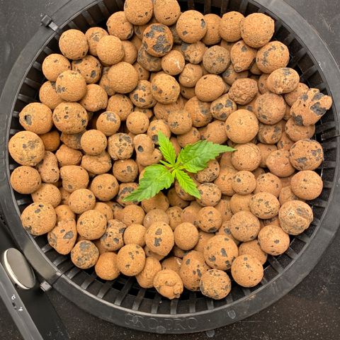 Wedding Cake - Photo - Wanda growlog timeline photo