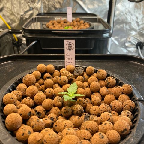 GSC - Auto - Samoa growlog timeline photo
