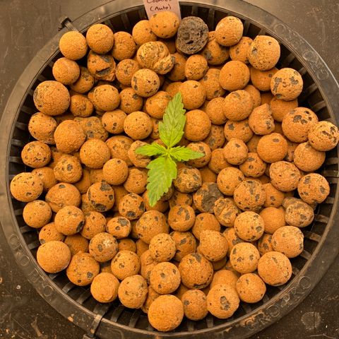 GSC - Auto - Samoa growlog timeline photo