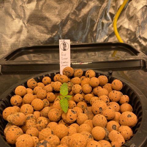 GSC - Auto - Natasha growlog timeline photo