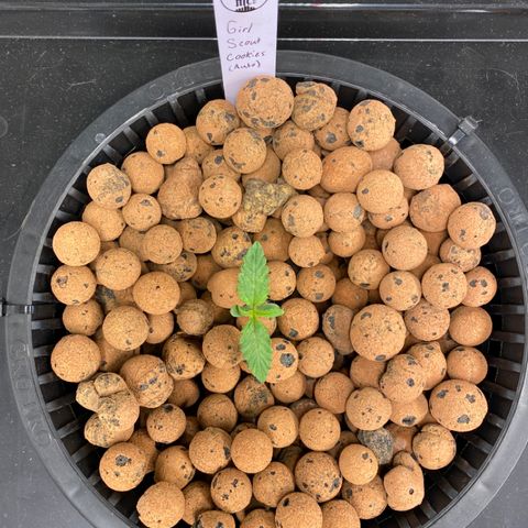 GSC - Auto - Natasha growlog timeline photo