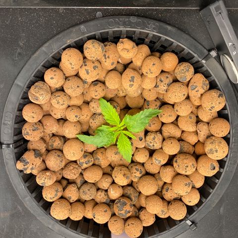 Wedding Cake - Photo - Wanda growlog timeline photo