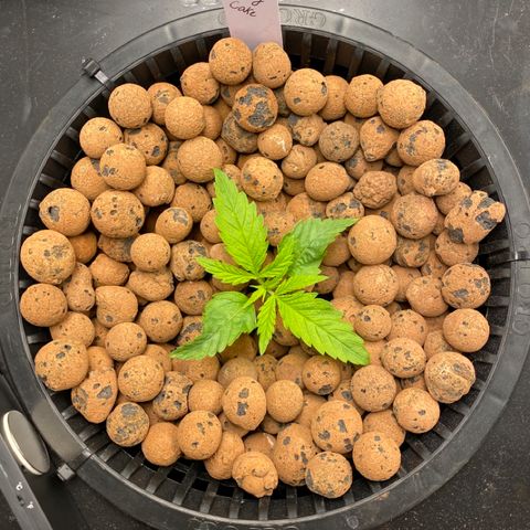 Wedding Cake - Photo - Wanda growlog timeline photo