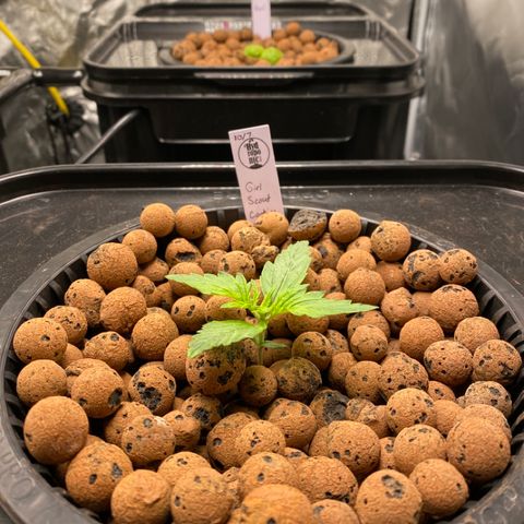 GSC - Auto - Samoa growlog timeline photo