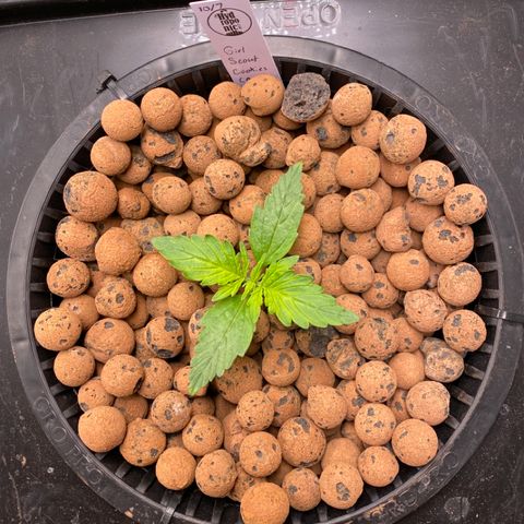 GSC - Auto - Samoa growlog timeline photo