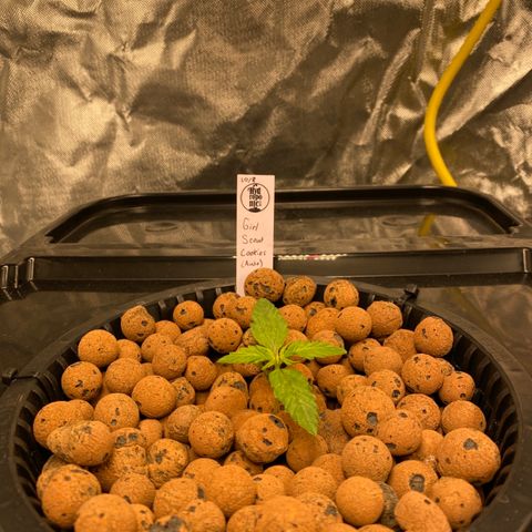 GSC - Auto - Natasha growlog timeline photo