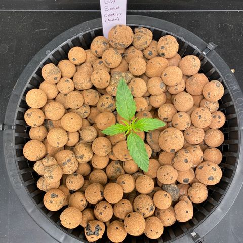 GSC - Auto - Natasha growlog timeline photo