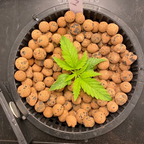 Wedding Cake - Photo - Wanda growlog timeline photo