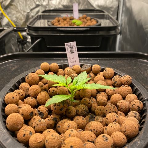 GSC - Auto - Samoa growlog timeline photo