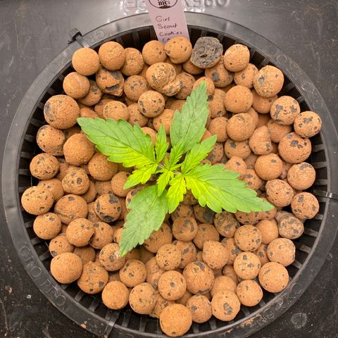 GSC - Auto - Samoa growlog timeline photo