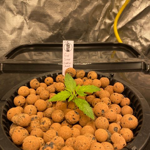 GSC - Auto - Natasha growlog timeline photo