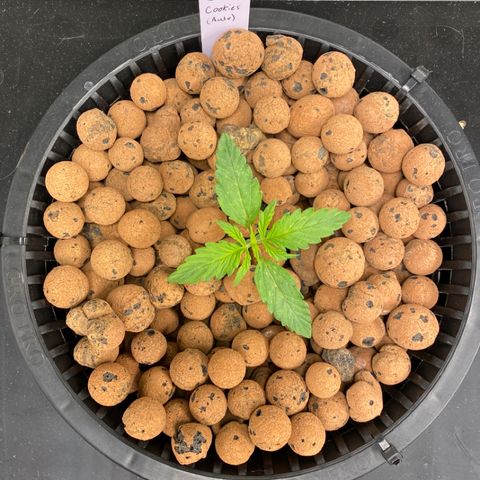 GSC - Auto - Natasha growlog timeline photo