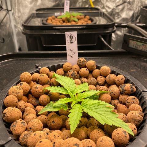 Wedding Cake - Photo - Wanda growlog timeline photo