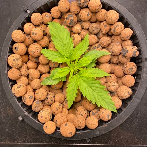 Wedding Cake - Photo - Wanda growlog timeline photo