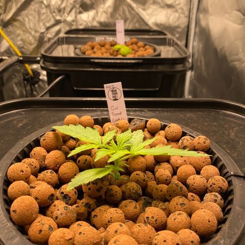 GSC - Auto - Samoa growlog timeline photo