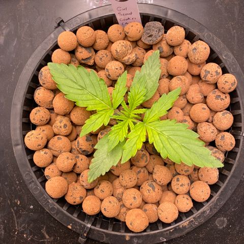 GSC - Auto - Samoa growlog timeline photo