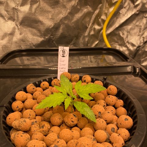 GSC - Auto - Natasha growlog timeline photo