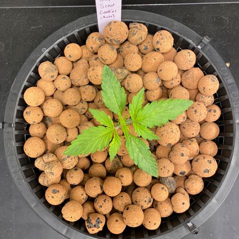 GSC - Auto - Natasha growlog timeline photo